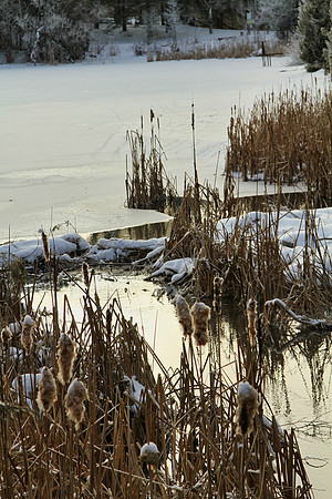 Secord Forest & Wildlife Jan 8/21