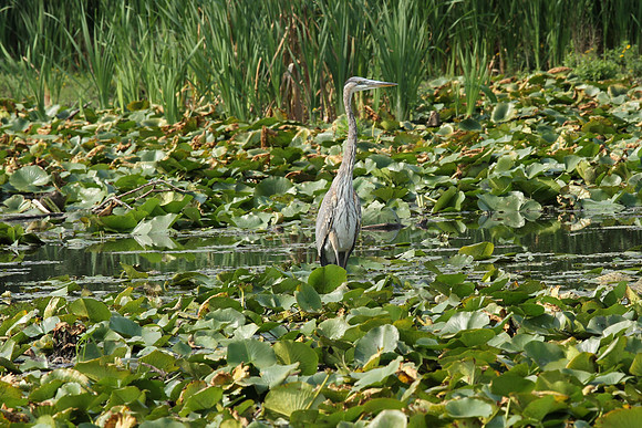 Lynde Shores Sept 15/2020
